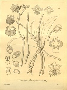 Trichocentrum lindenii (as Oncidium retemeyerianum) - Xenia 3 pl 218. Free illustration for personal and commercial use.