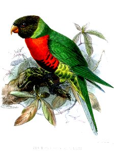 TrichoglossusMitchelliKeulemans