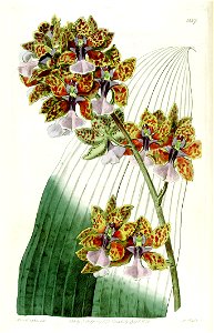Trichocentrum lanceanum or Oncidium lanceanum - Edwards vol 22 pl 1887 (1836)