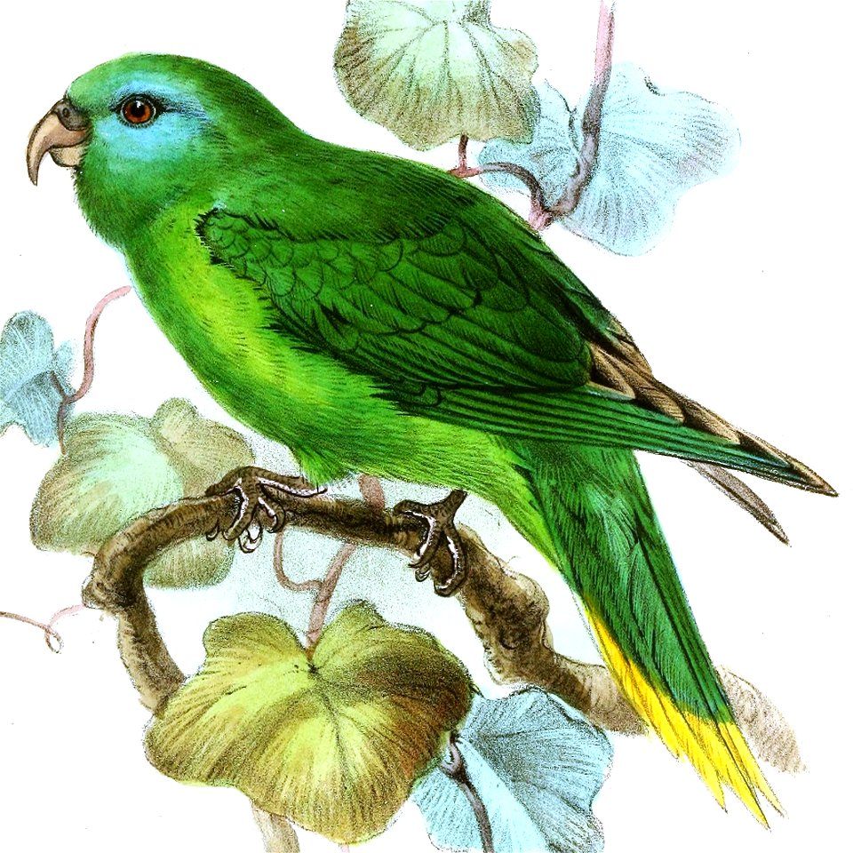 TrichoglossusPygmaeusKeulemans (cropped) 1