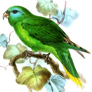 TrichoglossusPygmaeusKeulemans (cropped) 1