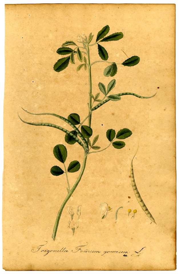 Trigonella foenum-graecum Mann