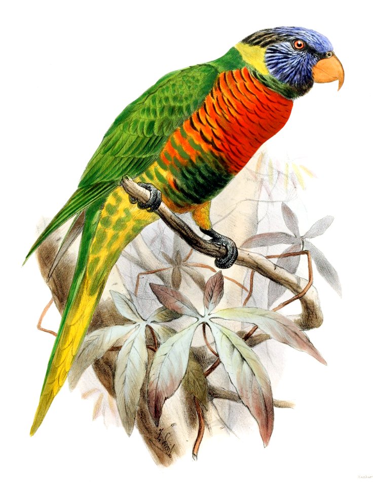 Trichoglossus haematodus nigrogularis