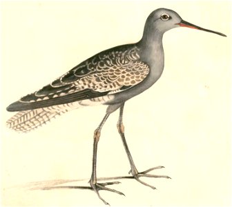 Tringa erythropus 2 Hardwicke
