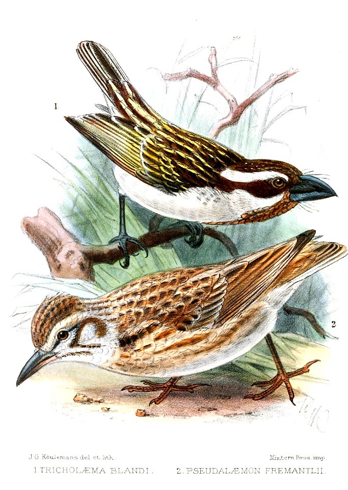 TricholaemaPseudalaemonKeulemans
