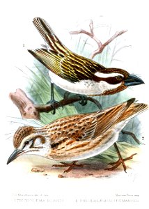 TricholaemaPseudalaemonKeulemans