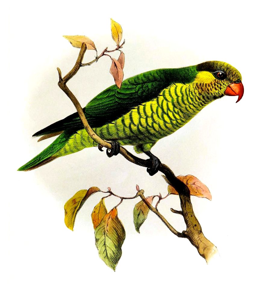 TrichoglossusMeyeriSmit