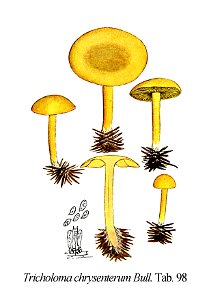 Tricholoma chrysenterum-Icon-Mycol.-Tab-98