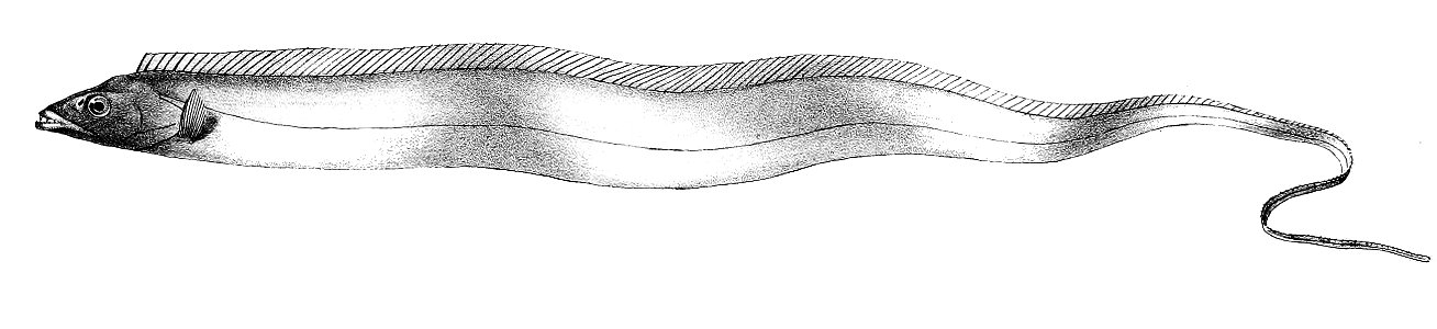 Trichiurus muticus Ford 47
