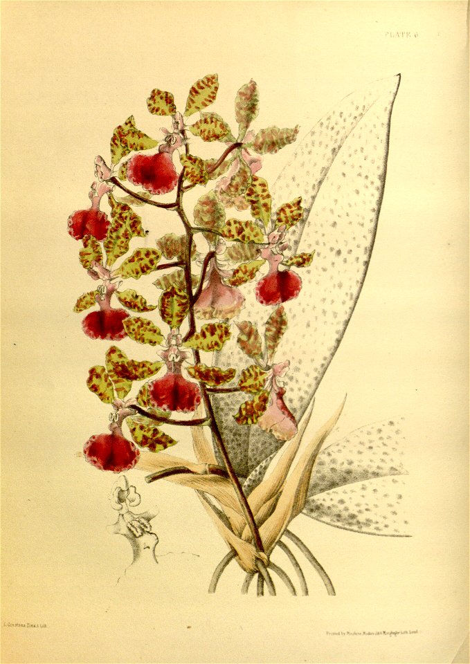 Trichocentrum haematochilum Paxton 006