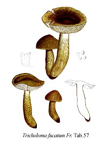Tricholoma fucatum-Icon-Mycol.-Tab-57. Free illustration for personal and commercial use.