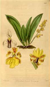 Trichocentrum pumilum (as Oncidium pumilum) - Curtis' 64 (N.S. 11) pl. 3581 (1837)