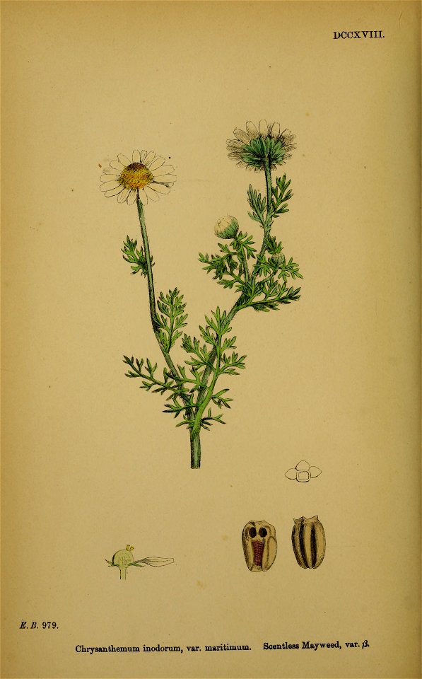Tripleurospermum maritimum ssp maritimum