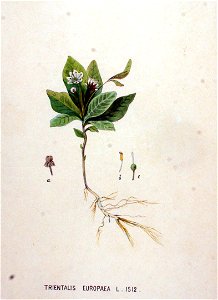 Trientalis europaea — Flora Batava — Volume v19