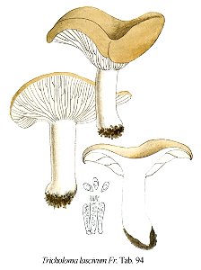 Tricholoma lascivum-Icon-Mycol.-Tab-94. Free illustration for personal and commercial use.