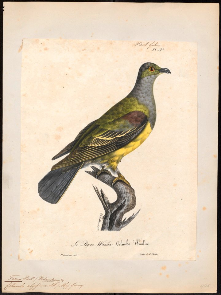 Treron abyssinica - 1825-1834 - Print - Iconographia Zoologica - Special Collections University of Amsterdam - UBA01 IZ15600037