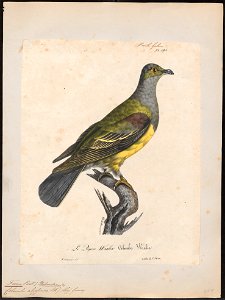 Treron abyssinica - 1825-1834 - Print - Iconographia Zoologica - Special Collections University of Amsterdam - UBA01 IZ15600037