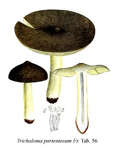 Tricholoma portentosum-Icon-Mycol.-Tab-56