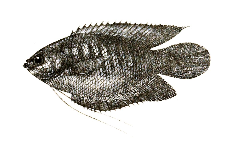 Trichogaster labiosus Ford 79