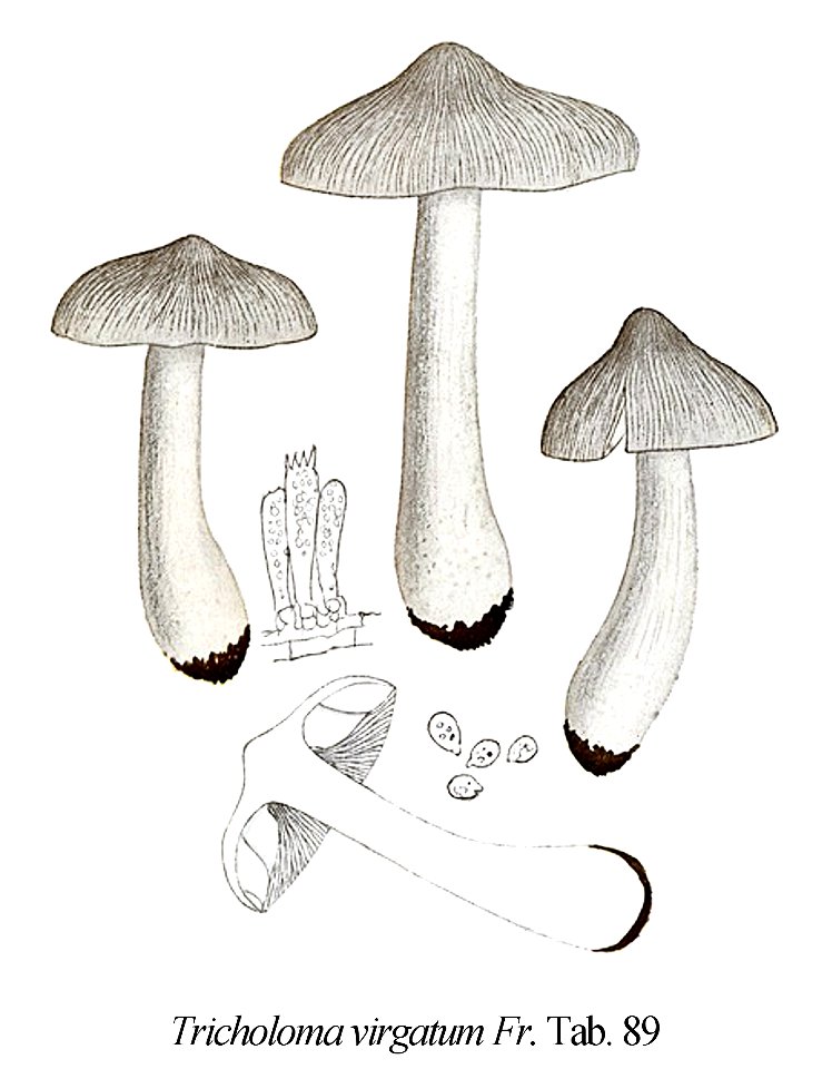 Tricholoma virgatum-Icon-Mycol.-Tab-89