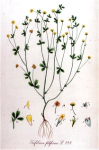 Trifolium filiforme — Flora Batava — Volume v11