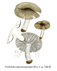 Tricholoma nigromarginatum-Icon-Mycol.-Tab-82. Free illustration for personal and commercial use.