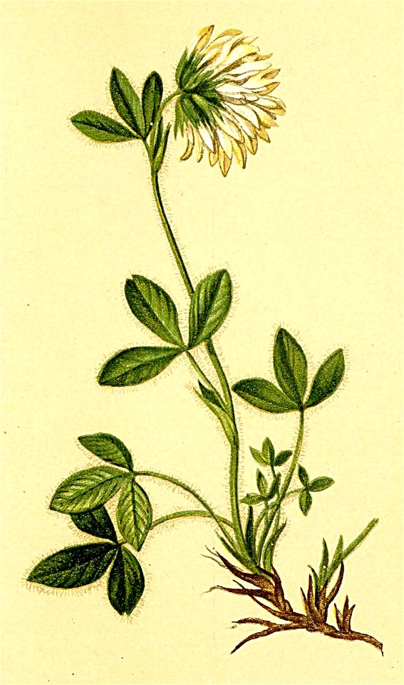 Trifolium noricum Atlas Alpenflora
