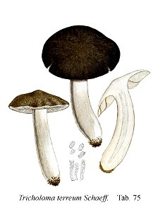 Tricholoma terreum-Icon-Mycol.-Tab-75. Free illustration for personal and commercial use.