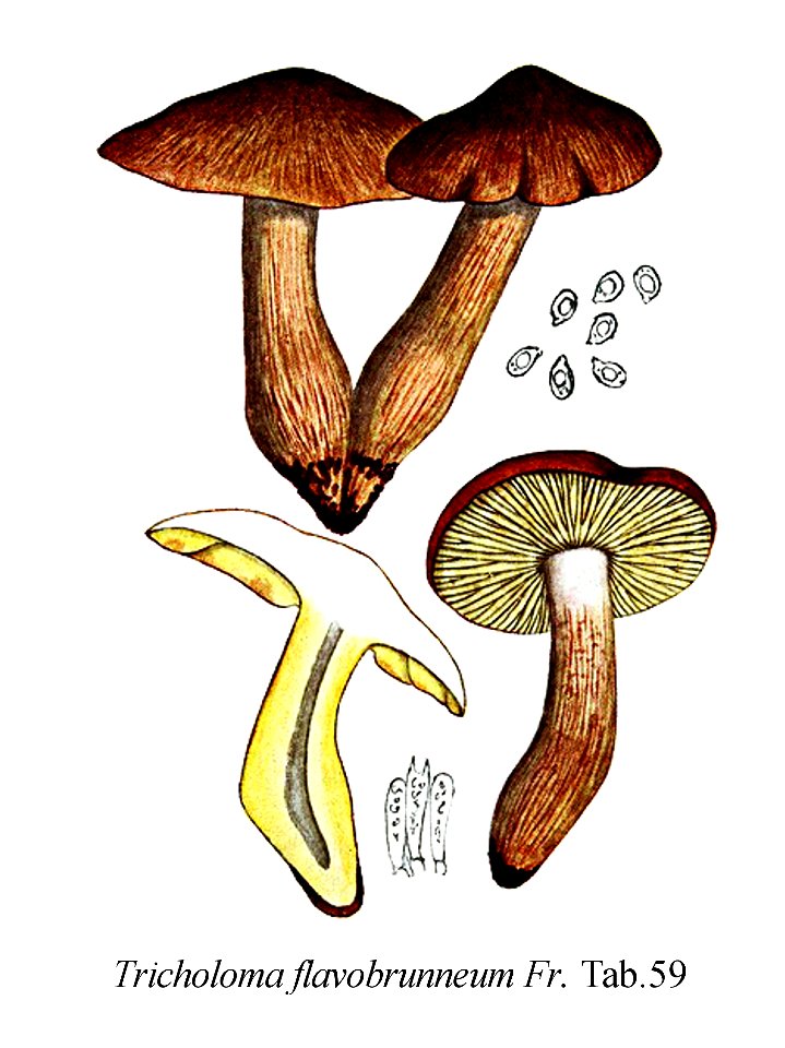 Tricholoma flavobrunneum-Icon-Mycol.-Tab-59