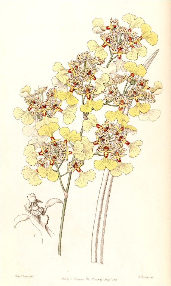 Trichocentrum lacerum (as Oncidium lacerum) - Edwards vol 32 (NS 9) pl 27 (1846)
