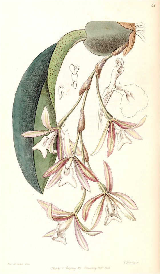Trichopilia laxa (as Pilumna laxa) - Edwards vol 32 (NS 9) pl 57 (1846)