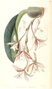 Trichopilia laxa (as Pilumna laxa) - Edwards vol 32 (NS 9) pl 57 (1846)