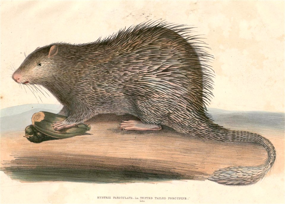 Trichys fasciculata Hardwicke