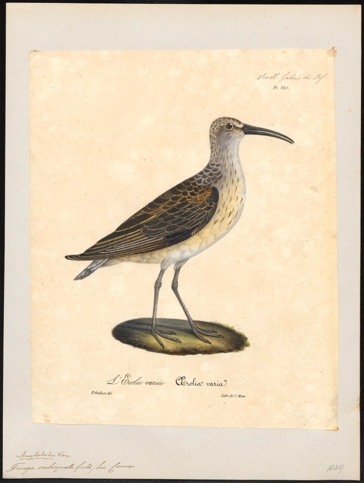 Tringa subarquata - 1825-1834 - Print - Iconographia Zoologica - Special Collections University of Amsterdam - UBA01 IZ17400265
