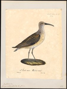 Tringa subarquata - 1825-1834 - Print - Iconographia Zoologica - Special Collections University of Amsterdam - UBA01 IZ17400265