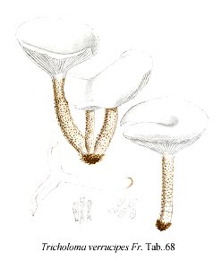 Tricholoma verrucipes-Icon-Mycol.-Tab-68