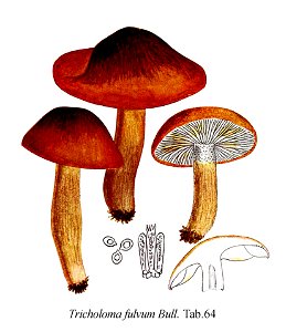 Tricholoma fulvum-Icon-Mycol.-Tab-64. Free illustration for personal and commercial use.