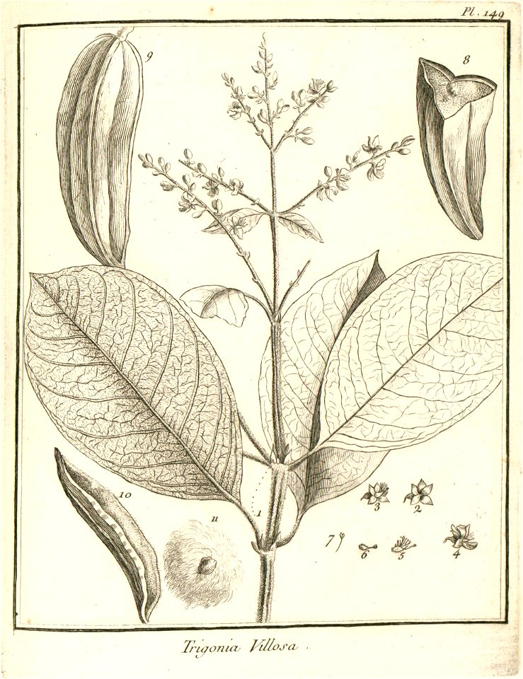 Trigonia villosa Aublet (1775) pl.149