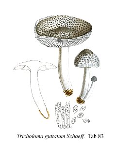 Tricholoma guttatum-Icon-Mycol.-Tab-83. Free illustration for personal and commercial use.