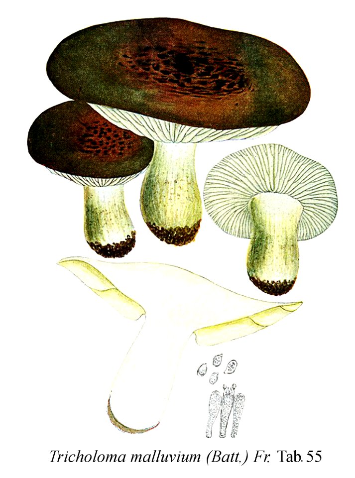Tricholoma malluvium-Icon-Mycol.-Tab-55
