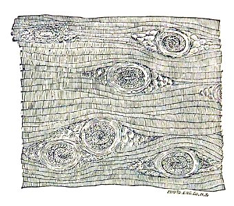 Trichinella spiralis (20)