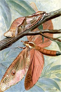 Trictena