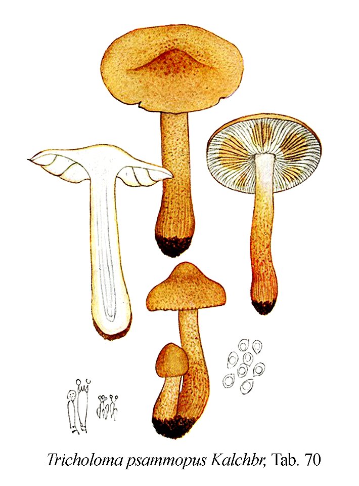 Tricholoma psammopus-Icon-Mycol.-Tab-70