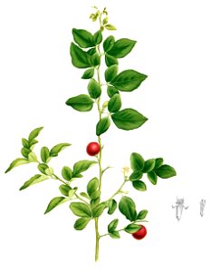 Triphasia trifolia Blanco1.129-cropped