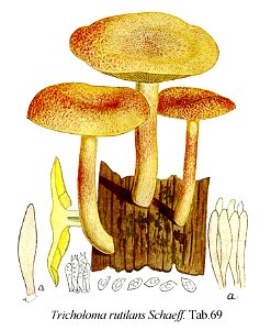 Tricholoma rutilans-Icon-Mycol.-Tab-69. Free illustration for personal and commercial use.