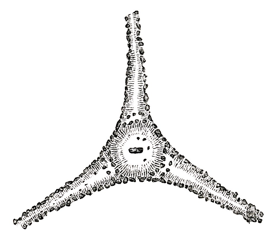 Treudd planskiss (Montelius 1877)