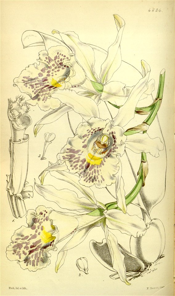 Trichopilia suavis - Curtis' 78 (Ser. 3 no. 8) pl. 4645 (1852)