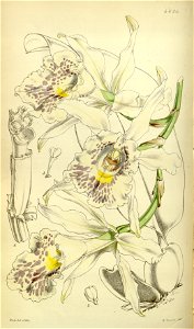 Trichopilia suavis - Curtis' 78 (Ser. 3 no. 8) pl. 4645 (1852)