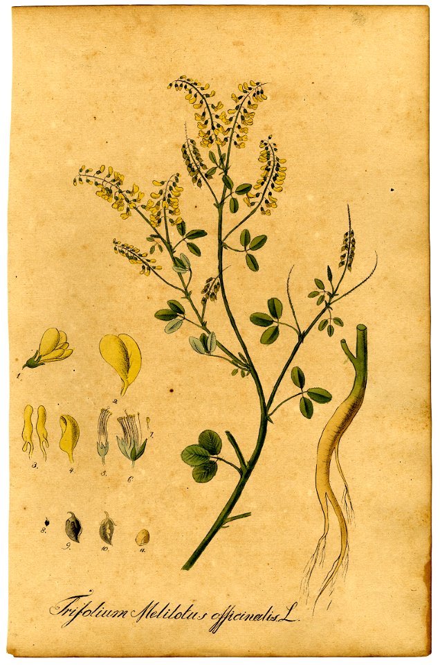 Trifolium melilotus-officinalis Mann
