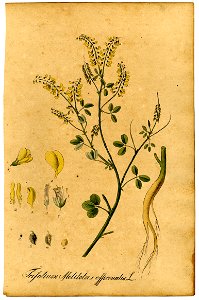 Trifolium melilotus-officinalis Mann